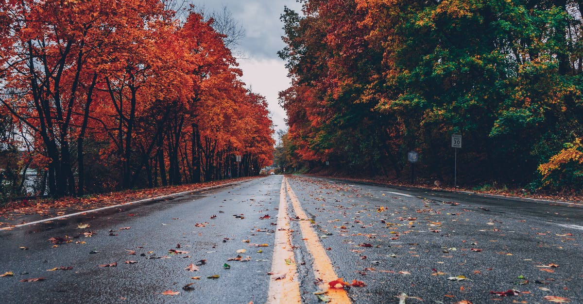 What is a substitute for maple extract? - Concrete Road Between Trees