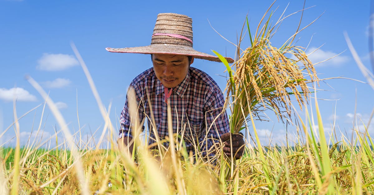 What is a suitable Low carb rice alternative? - Low angle of focused young Asian male in straw hat gathering rice plants in agricultural field against blue sky during harvesting season