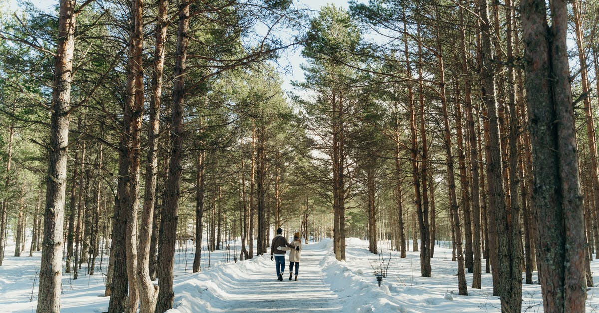 What is cold-pressed honey? - Person in Black Jacket and Black Pants Walking on Snow Covered Ground Between Trees