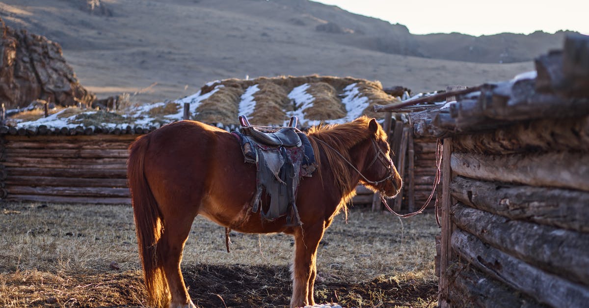 What is dry cottage cheese? - Beautiful horse on farm in countryside