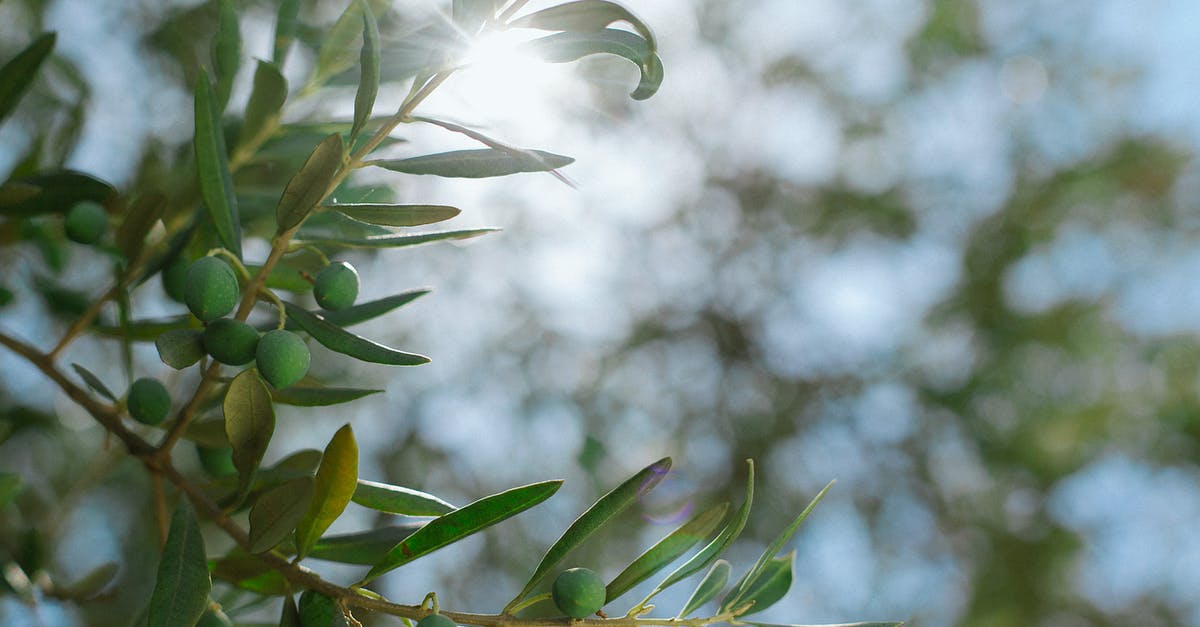What is early harvest olive oil? - Green branches with olives and leaves against sunshine What is early harvest olive oil? - Green branches with olives and leaves against sunshine