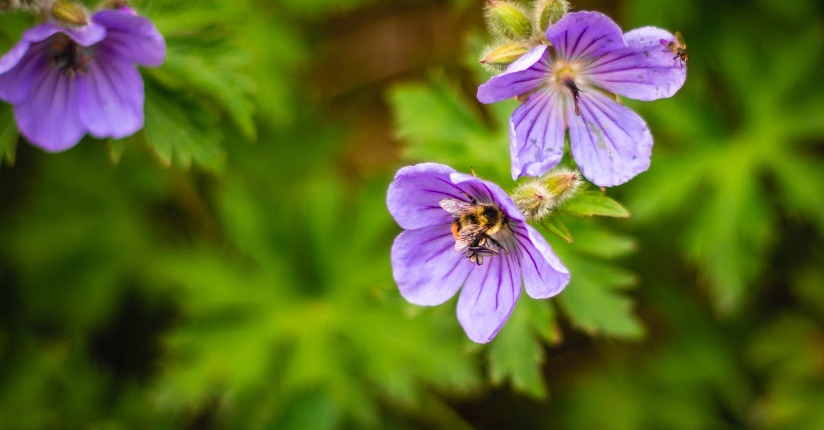 What is glooi in English? - Purple and White Flower in Tilt Shift Lens