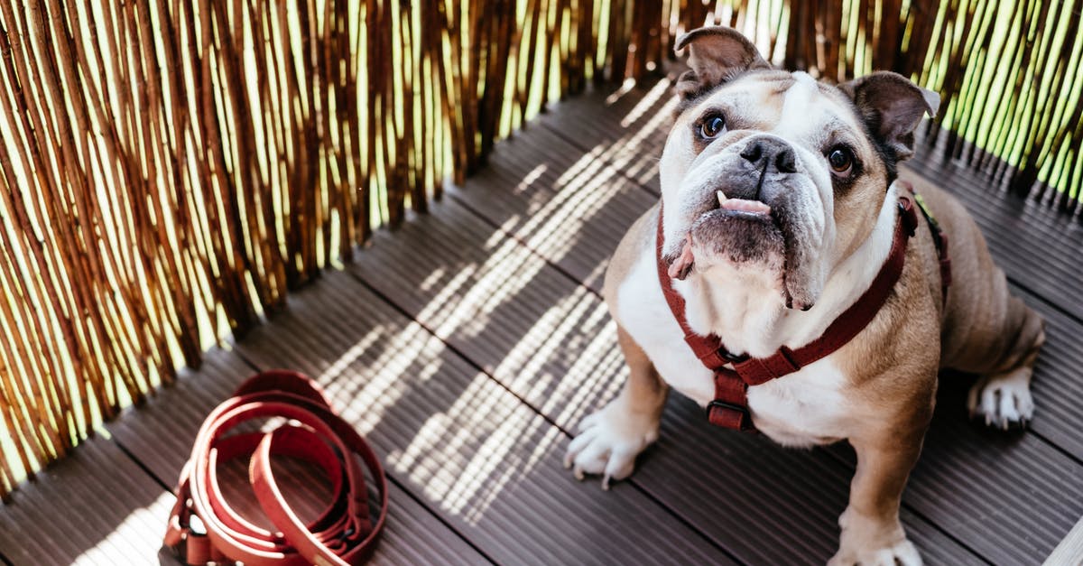 What is glooi in English? - Portrait of English Bulldog