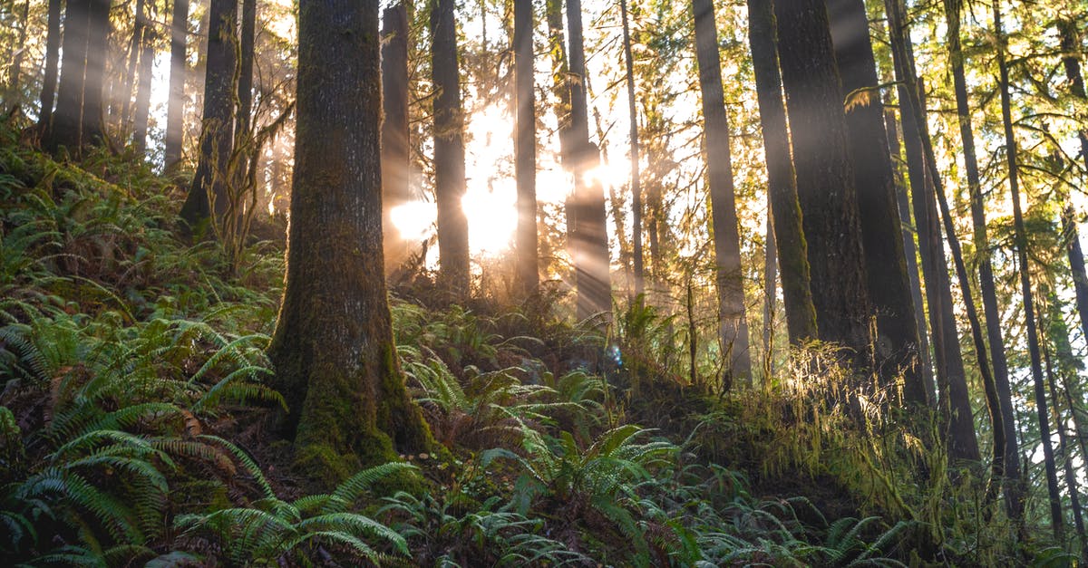 What is ground beef? - Scenic Photo of Forest With Sunlight