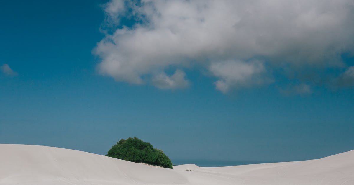 What is hot raspberry puree? - Lonely tree in desert in sunny day