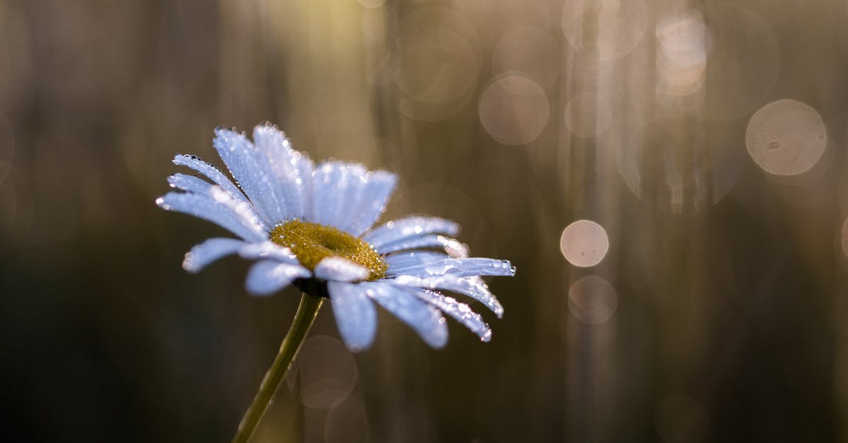 What is "White Moist Sugar"? - Close-Up Photo of Daisy Flower