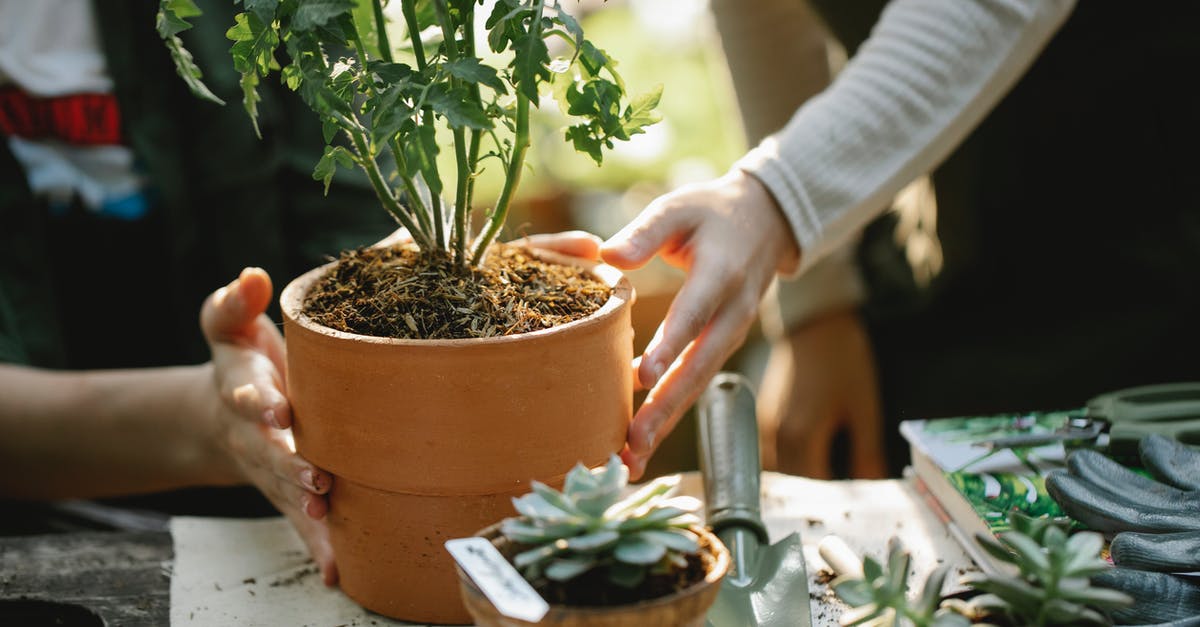 What is that tool called for scraping vegetables? - Crop anonymous female colleagues cultivating green plants in pots at table with spade in garden