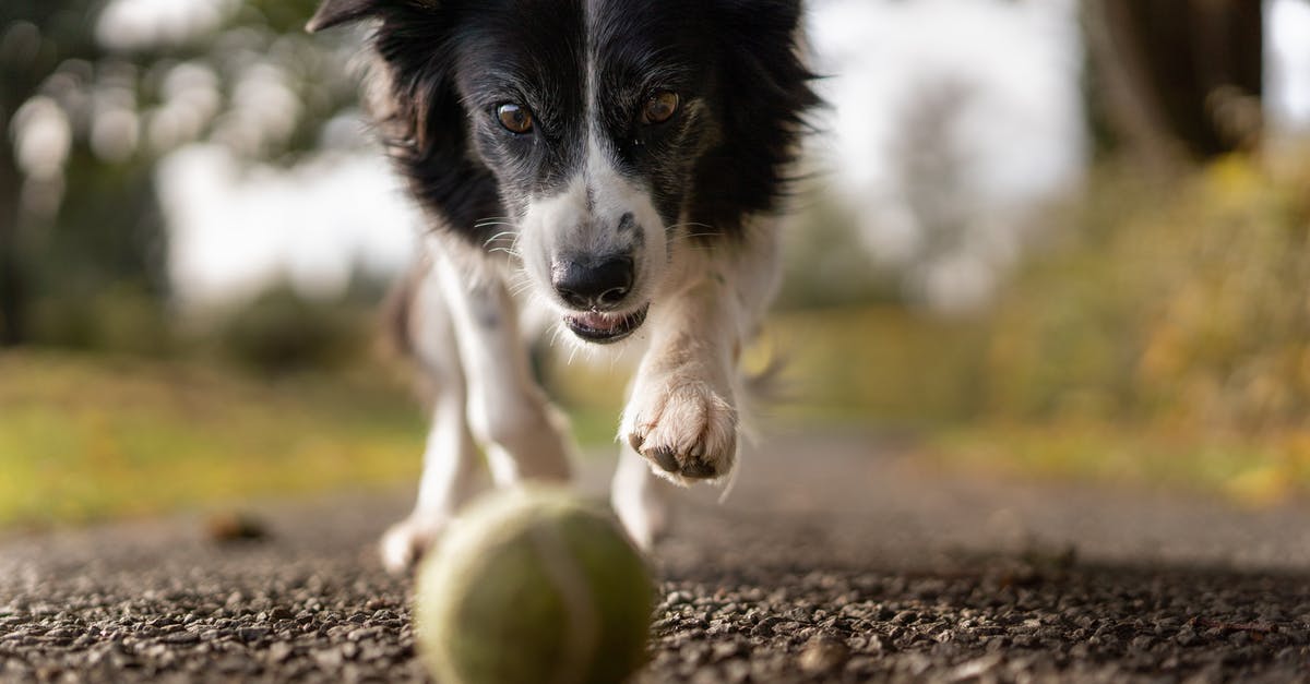 What is the best knife/sharpener setup for an active cook? - Tilt Shot Photo of Dog Chasing the Ball 