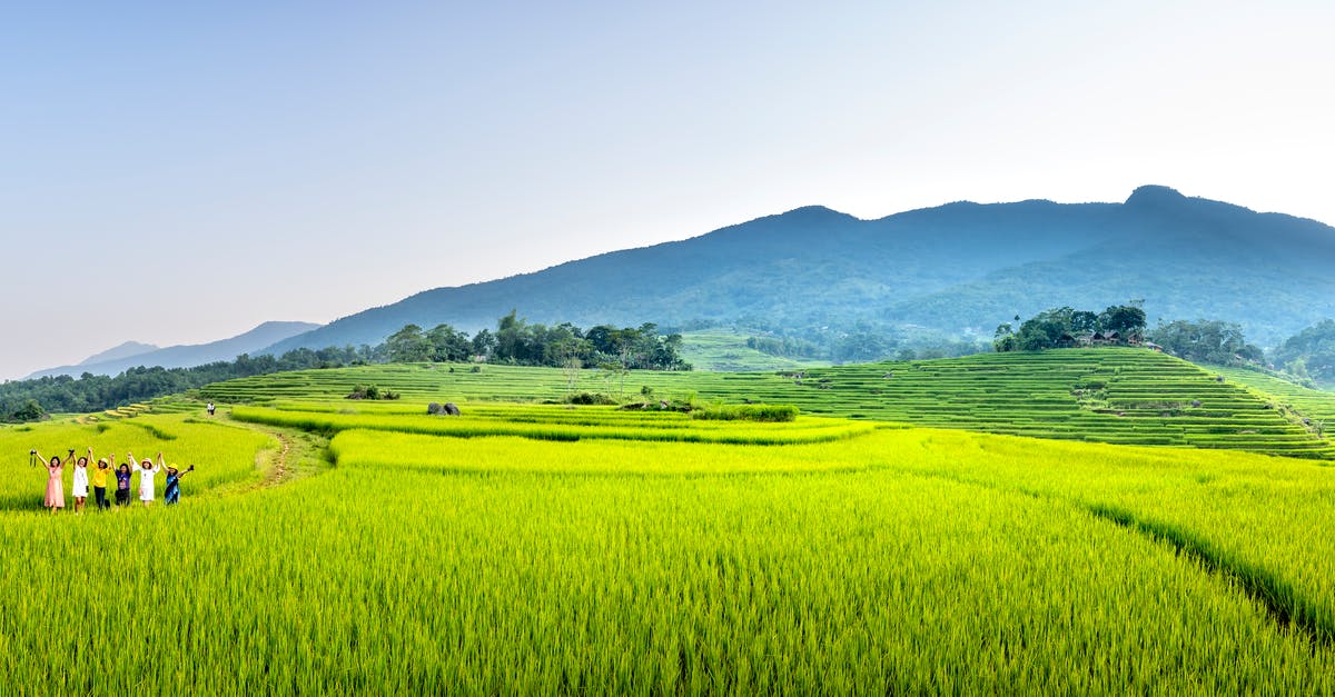 What is the best way to fry rice cake? - Wide angle of distant group of workers strolling on grassy track on rice plantation while working in countryside on farmland