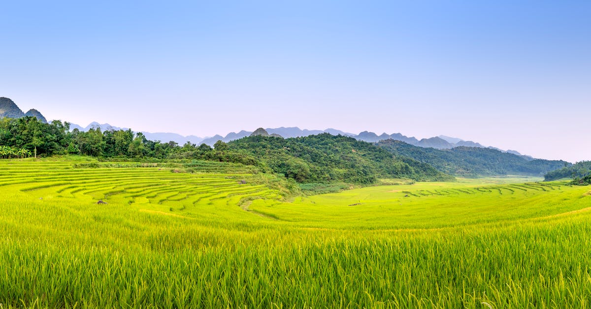 What is the best way to fry rice cake? - Green agricultural field in countryside