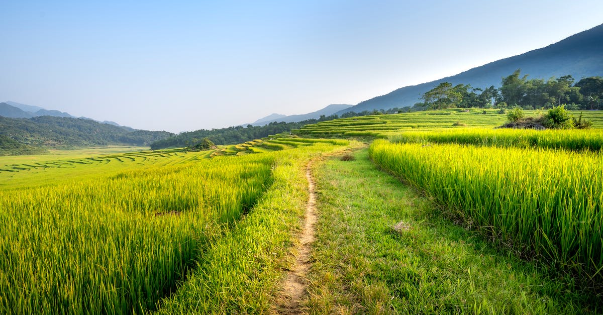 What is the best way to fry rice cake? - Narrow pathway amidst green fields