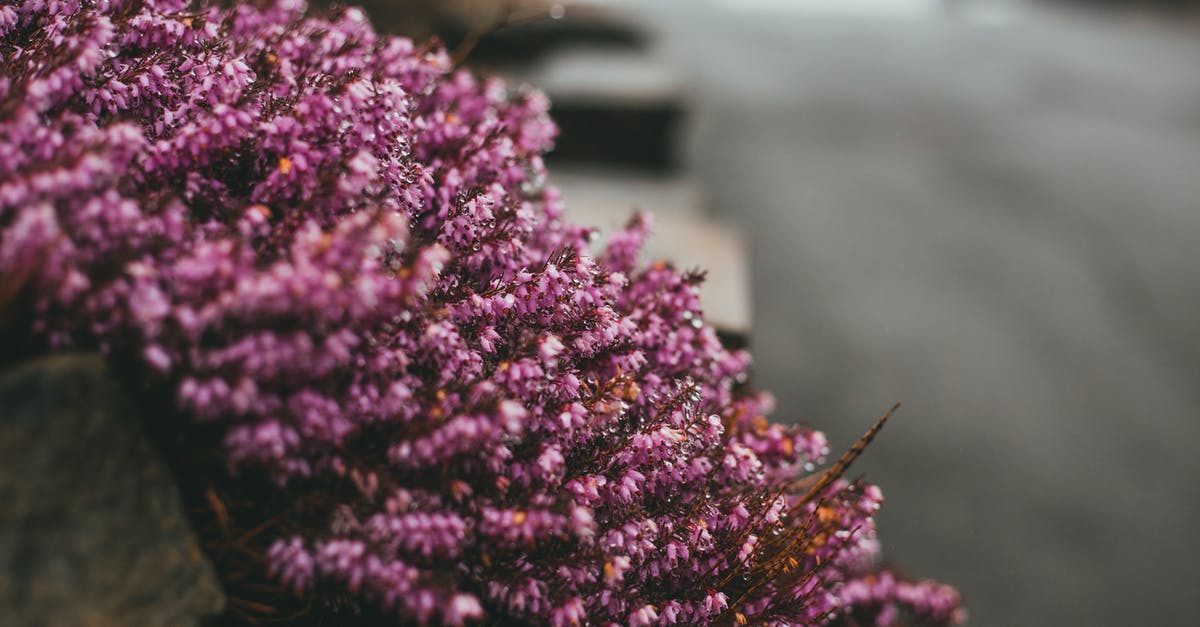 What is the best way to make purple butter icing? - Purple flowering Calluna plant hanging from stone border on street with road against blurred background in gloomy weather in city