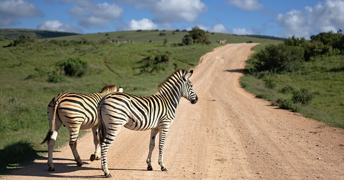 What is the best way to preserve oyster stew? - Zebras standing on path in savanna