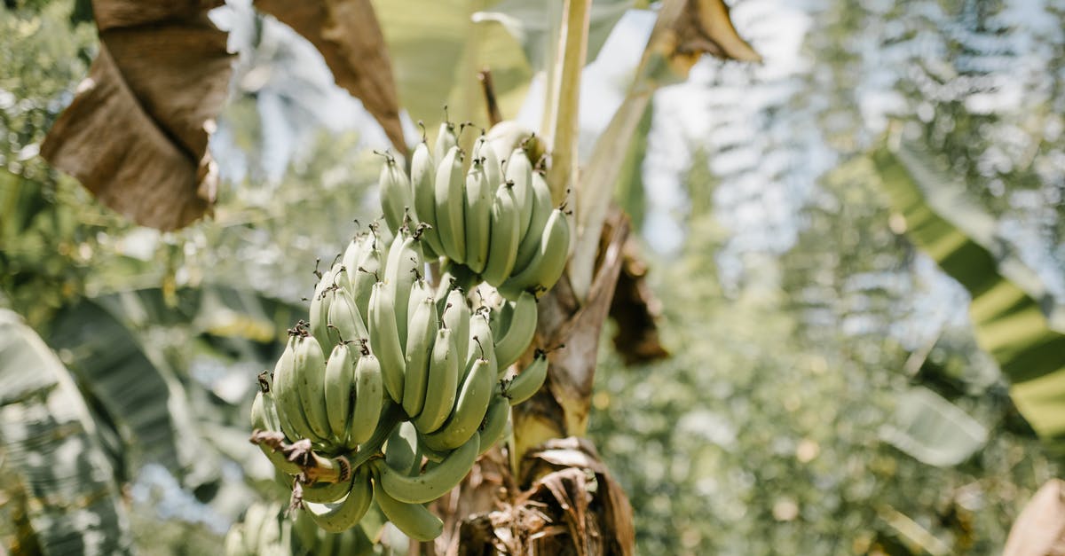 What is the best western/cheap substitute for banana leaf? - Bunch of green unripe bananas growing in tropical green garden on sunny day