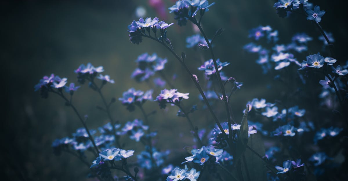 What is the difference between crème anglaise and crème pâtissière? - Purple Flowers in Tilt Shift Lens