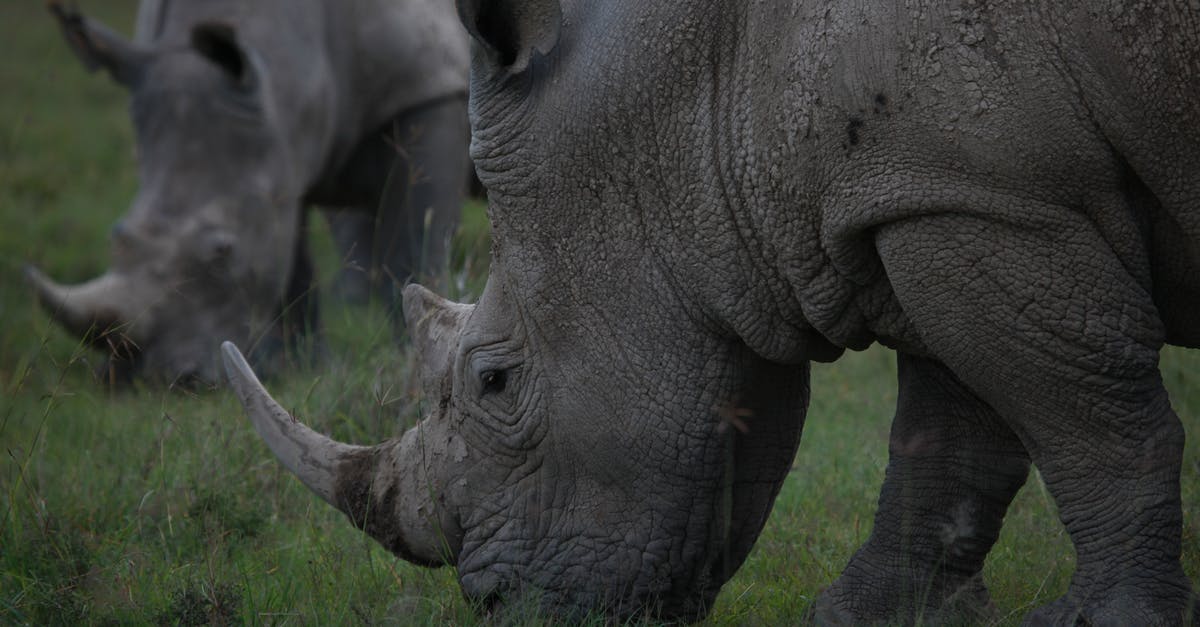 What is the difference between preserves and conserves? - Wild black rhinoceros in native habitat