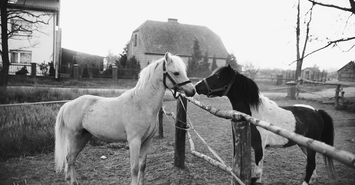 What is the difference between ranch dressing and ranch mayonnaise? - Black and white of pair of different purebred horses smelling each other over wooden barrier in paddock in autumn countryside