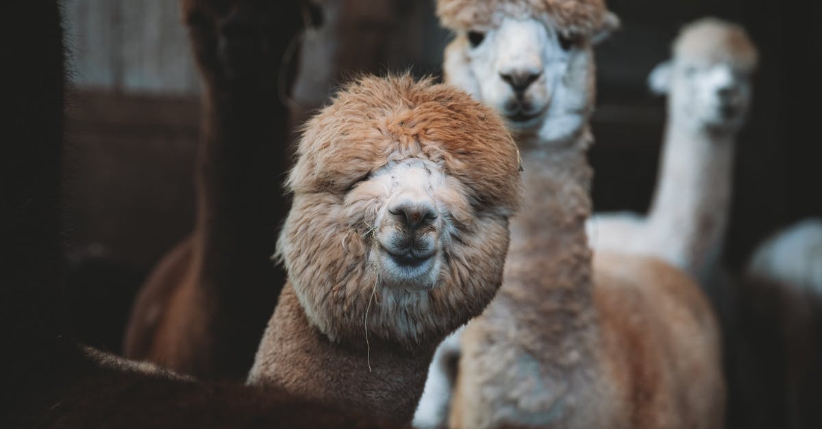 What is the difference between ranch dressing and ranch mayonnaise? - Funny alpacas standing in enclosure