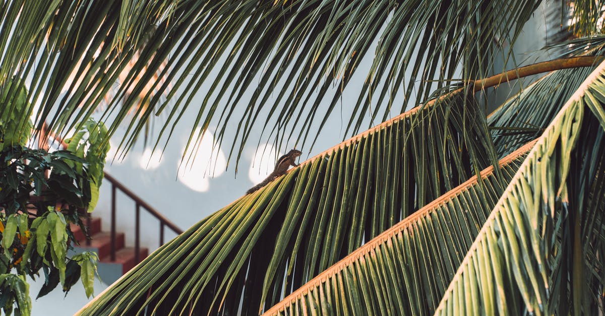 What is the difference between small vs large loose leaf tea? - Green leaves of palm tree with lizard