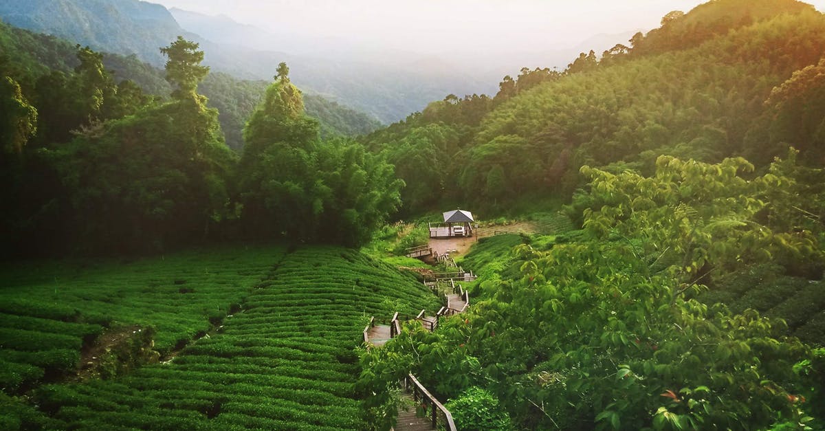 What is the difference between small vs large loose leaf tea? - Green plantations near forest and stairway near house