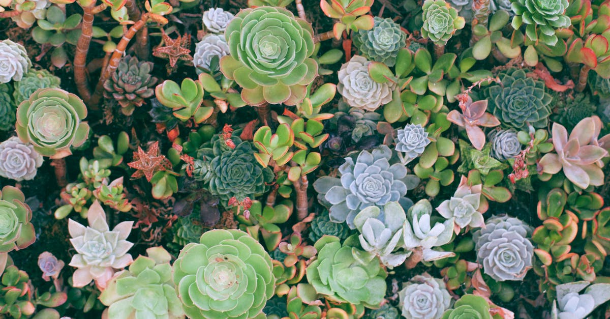 what is the difference between thick and liquidy cupcake batters? - Overhead view of textured background of colorful different green plants with thick leaves growing on summer day