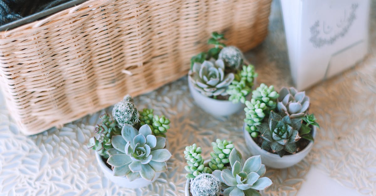 what is the difference between thick and liquidy cupcake batters? - Collection of green succulent plants in pots