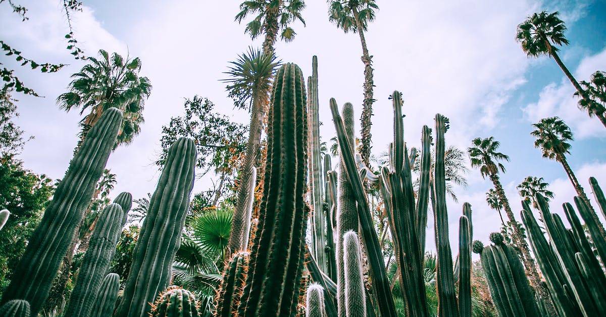 what is the difference between thick and liquidy cupcake batters? - Low angle of different green prickly cacti with thick ribbed stems growing in botanical garden in daylight