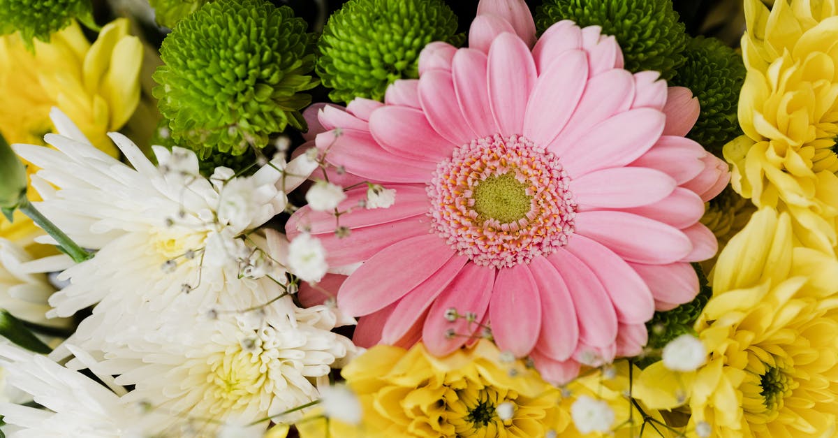 What is the difference between white and pink ginger? - From above of pink gerbera and chrysanthemums of different colors arranged in elegant romantic bouquet accompanied with tender gypsophila