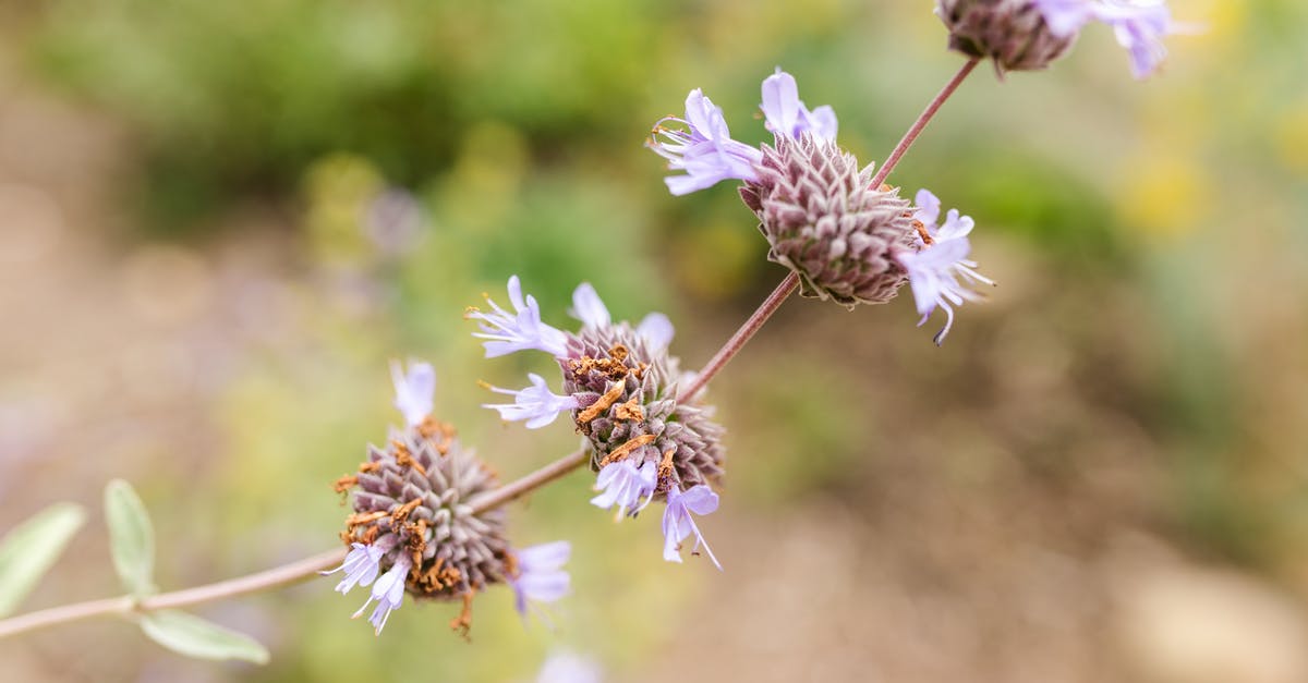 What is the difference between wildflower honey and Acacia honey? - Free stock photo of adhd, asian, asian family