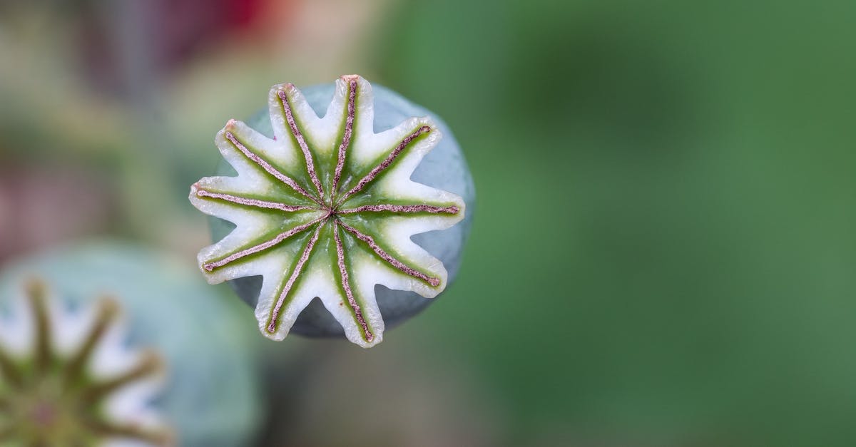 What is the easiest way to grind poppy seeds? - Shallow Focus of Opium Flower