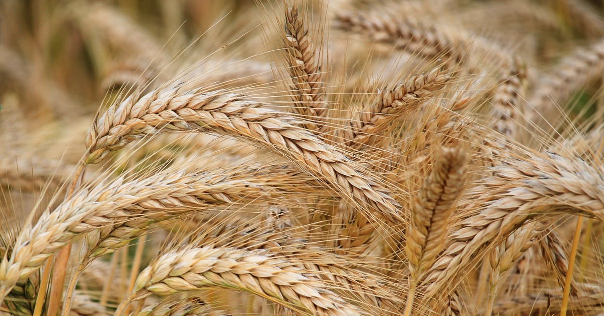 What is the effect of adding alkaline or acidic substances to wheat flour? - Close-up of Wheat