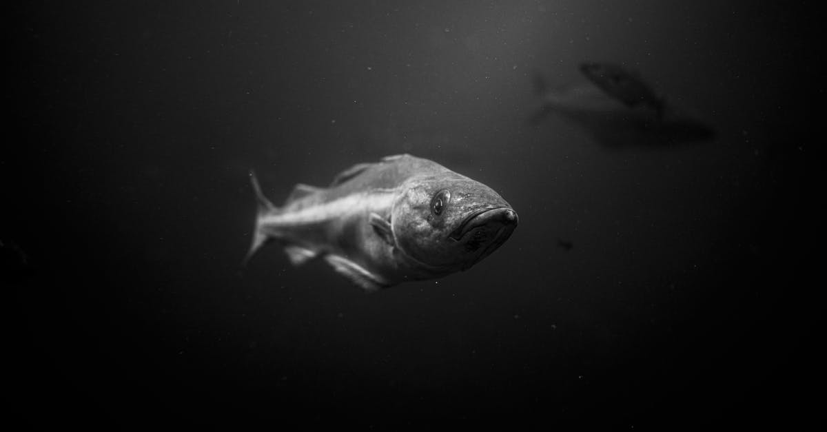 What is the effect of poaching fish in milk? - Grayscale Photo of Fish in Water