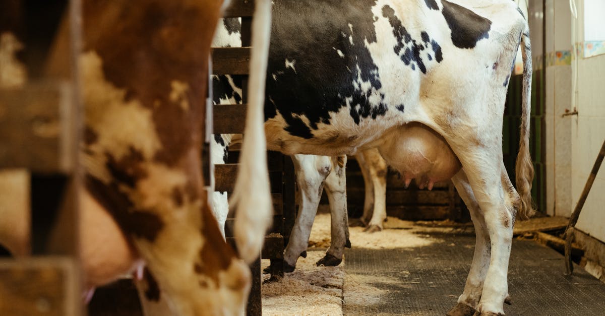 What is the effect of soaking minced beef in milk - White and Brown Cow on Brown Soil