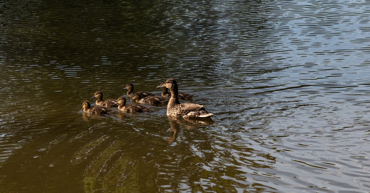 What is the fastest way / highest temp you made duck confit? - Brown Duck on Water