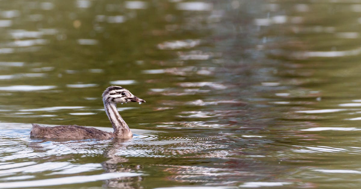 What is the fastest way / highest temp you made duck confit? - Brown Duck on Water