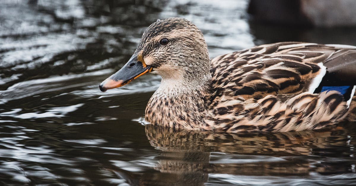 What is the fastest way / highest temp you made duck confit? - Brown Duck on Water