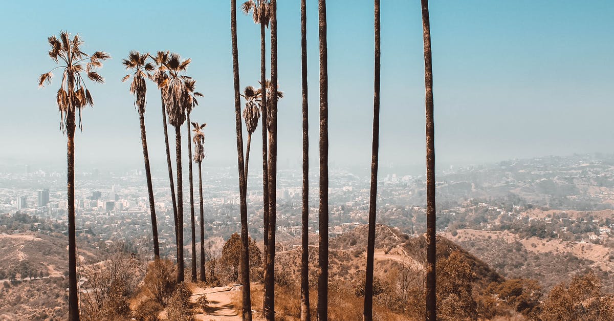 What is the impact of high heat on wine? - Trees Near Dried Grass Under Clear Sky