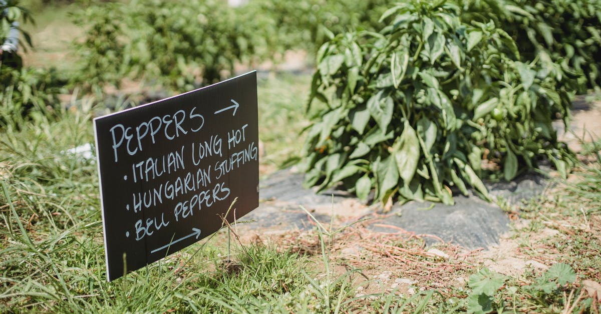 What is the methology for developing seasonings in the food industry? - From above of signboard showing direction of plantation with various sorts of pepper placed in green farm on sunny day