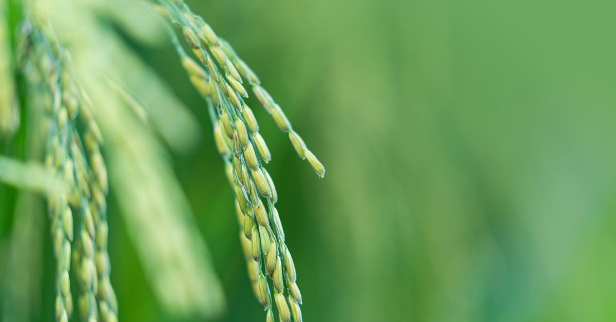 What is the methology for developing seasonings in the food industry? - Rice plant growing in agricultural plantation