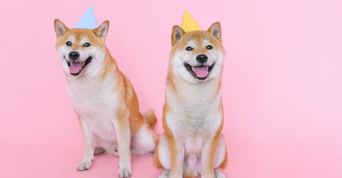 What is the name for a chef's hat? - Shiba Inu Dogs Wearing Party Hats