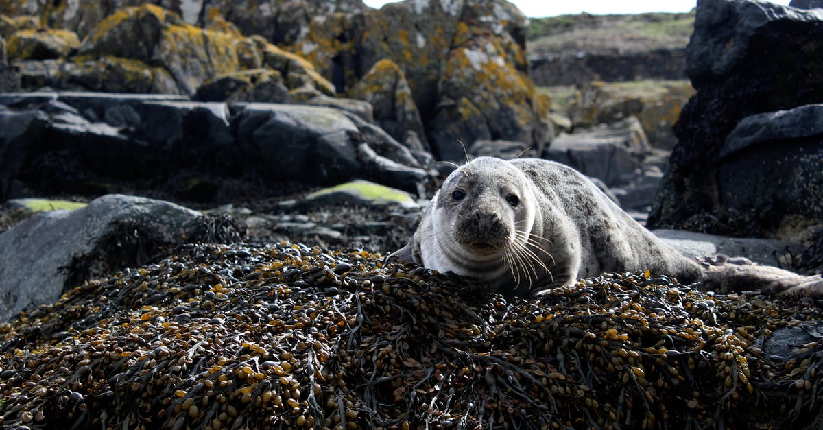 What is the purpose of Whiskey rocks? - Closeup Photo of Sea Lion on Brown Rock