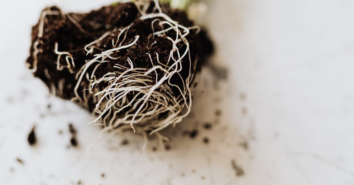 What is the relationship between starchy vegetables/fruits and root vegetables? - From above dirty roots with fertile soil of delicate small green plant prepared for gardening placed on marble table