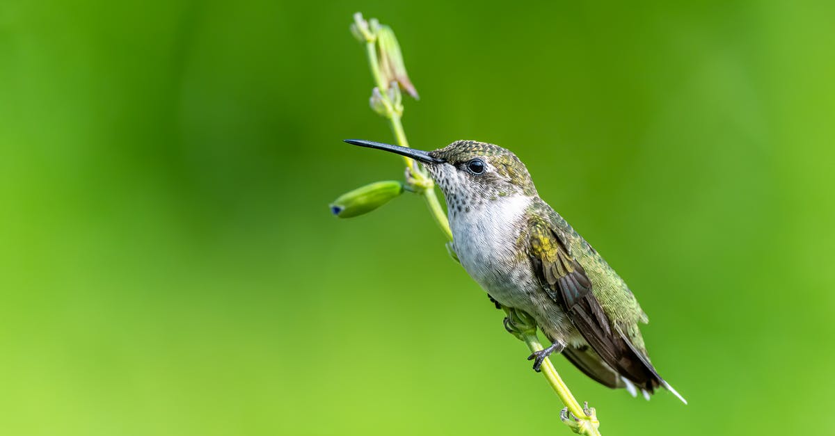 What is the term for 'sunny side up' omelette? - Exotic Mellisuga minima bird sitting on stem in green field