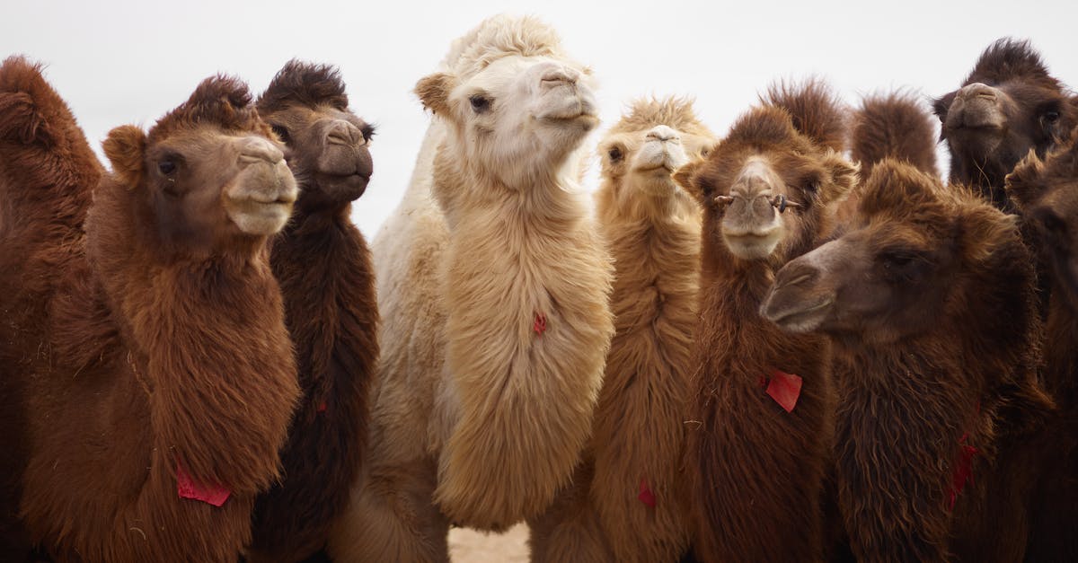 What is the thick white substance in my pasta water? - Large white domesticated camel among other brown camels with thick fur standing nearby on dry sandy ground at daytime