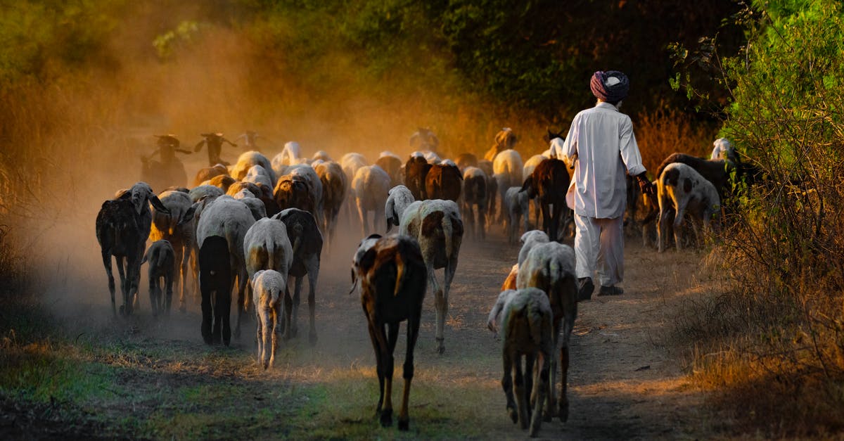 What is the traditional way to layer a lasagna? - Full body back view of anonymous male herdsman in traditional turban walking near flock of goats on rural road in countryside