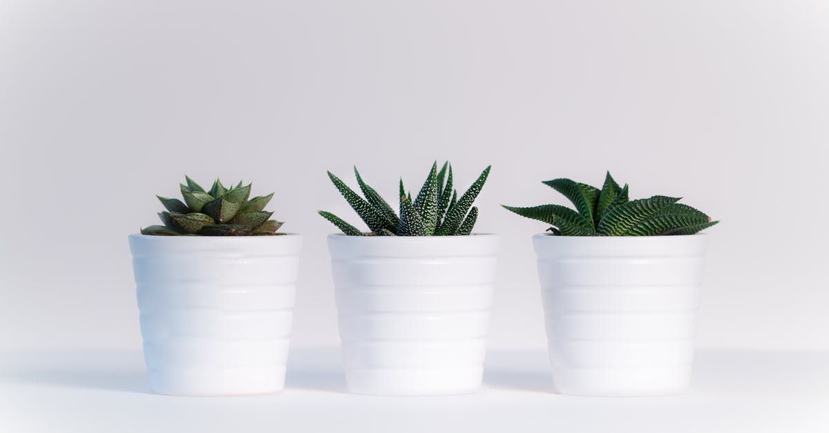 What is the white residue on pots after cooking beans or lentils? - Three Green Assorted Plants in White Ceramic Pots What is the white residue on pots after cooking beans or lentils? - Three Green Assorted Plants in White Ceramic Pots