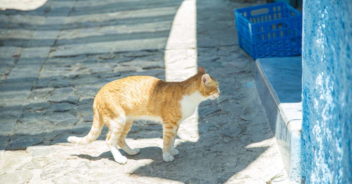 What is the white sediment / residue found in ginger juice? - Tabby ginger cat with white chest standing near blue wall under sunlight on pavement with shadow in district of old town