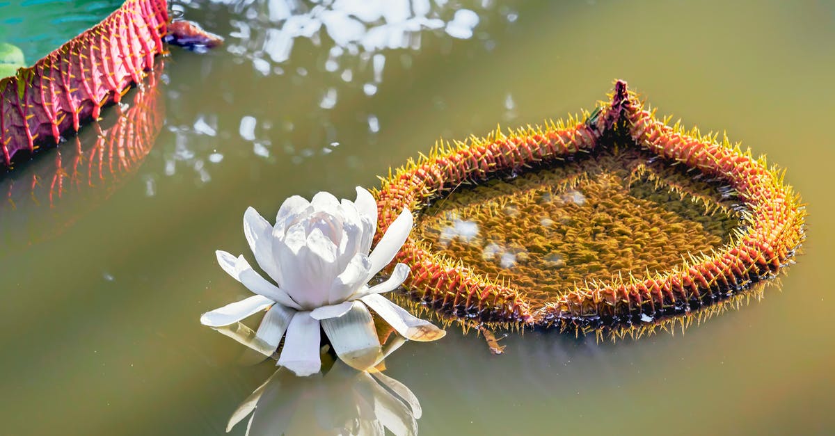 What is the white substance floating in my fresh mozzarella brine? - Exotic water lily on river water surface