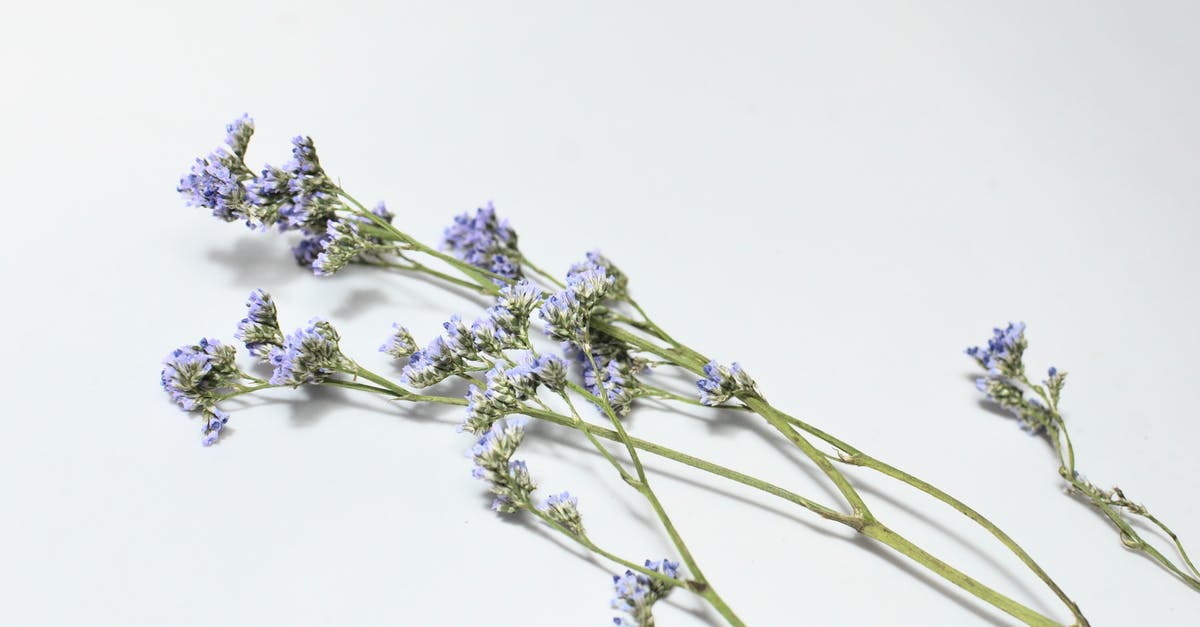 What is this distinctive smell in some dry cured sausage? - From above of lavender flowers on green long stems with small purple petals placed on white background in light studio