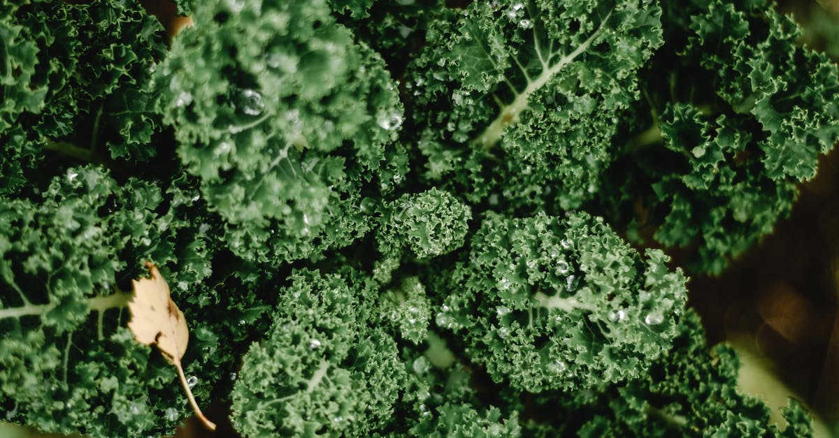 What is this green, bulbous, leafy vegetable? - Green Plant in Close Up Photography